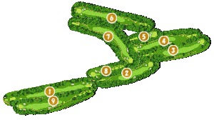 コース全体俯瞰図