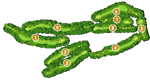 コース全体俯瞰図