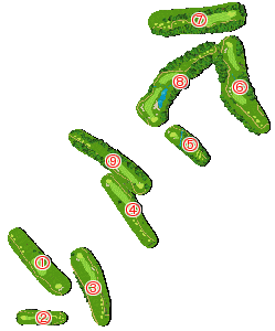 コース全体俯瞰図