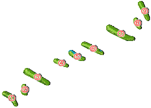 コース全体俯瞰図