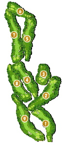 コース全体俯瞰図