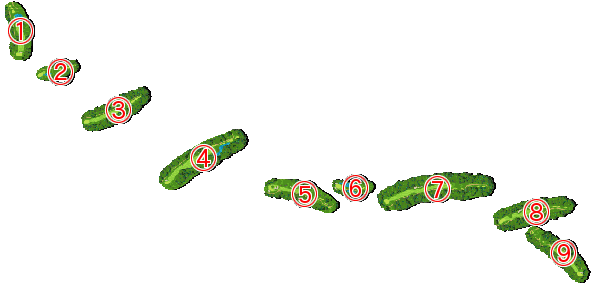 コース全体俯瞰図