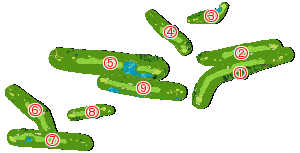 コース全体俯瞰図