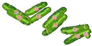 コース全体俯瞰図