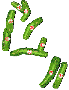 コース全体俯瞰図