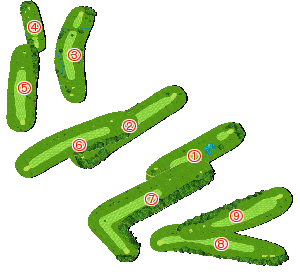コース全体俯瞰図