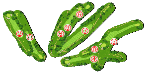 コース全体俯瞰図