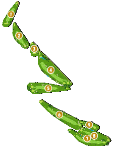 コース全体俯瞰図