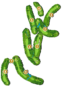コース全体俯瞰図