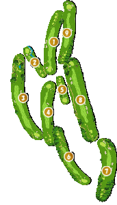 コース全体俯瞰図